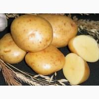 Продам Картошку оптом