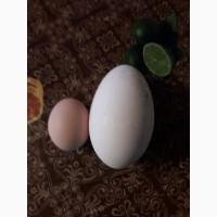 Продаются инкубационный ГУСИНЫЕ яйца
