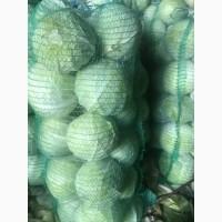 Капуста сорт Галаксі