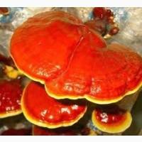 Гриб рейши, Reishi mushroom, Lingzhi, Ganoderma lucidum