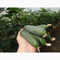 Огурец оптом