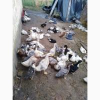 Продам уток живым весом
