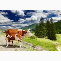 Закупка на мясо телиць молодняк биків та на утримання