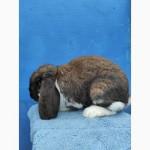 Кролі породи Французький Баран