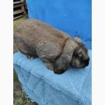 Кролі породи Французький Баран