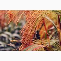 Семена проса Скадо элита, мешок 50кг