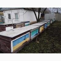 Продам собственную пасеку