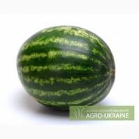 Продам Арбузы и Дыни оптом (ЭКСПОРТ)