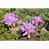 Безвременник Waterlily (луковица) 71 грн