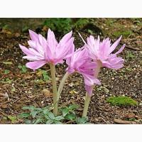 Безвременник Waterlily (луковица) 71 грн