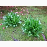 Безвременник Waterlily (луковица) 71 грн