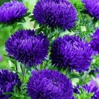 Продам семена пионовидной астры Синяя башня