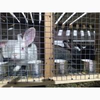 Продам кроликов более 3, 5 мес