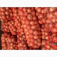 Продам лук хорошего качества сорт медуза