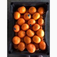 Продам мандарины