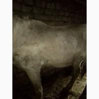 Продам молоду кобилу вік 9років не б#039;є не кусає має свій характер