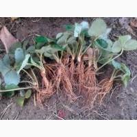 Продаются саженцы клубники, малины, смородины, бирючины