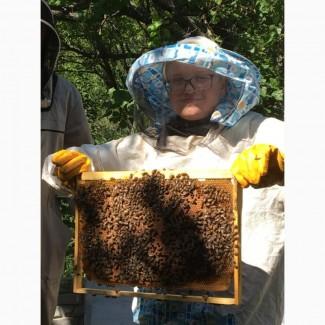 Продам пчелопакеты Карника