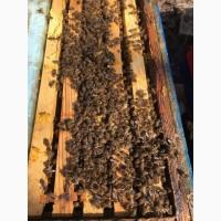 Продам пчелопакеты Карника