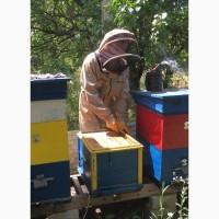 Продам пчелопакеты Карника