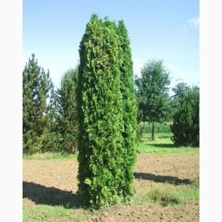 Продам тую западную колоновидную Колумна