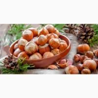 Продаю фундук (итальянского сорта) неочищенный и очищенный, Одесса