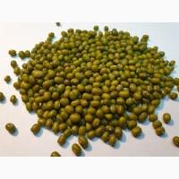 Продам маш (бобы Мунг) Узбекистан