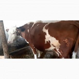 Продам корову