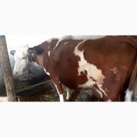 Продам корову