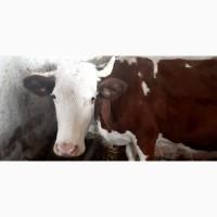 Продам корову