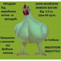 Продам бройлер КООБ-500 живою вагою від 4кг