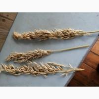 Продам овес на посів, сорти Парламентський та Світанок С-1