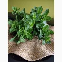М#039;ята свіжа (зелень) з лану
