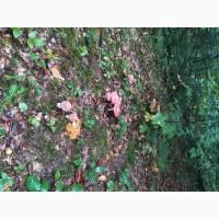 Мухомор червоний закрита шапочка