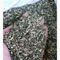 Продам Самосад/ Махорка