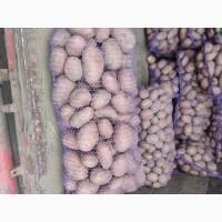 Біла роса з піщаного грунту