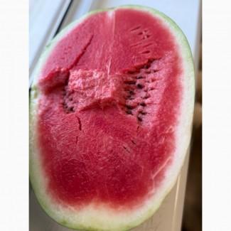 Продам арбуз, Николаевская обл