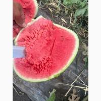 Продам арбуз, Николаевская обл