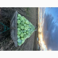 Продам капусту на зберігання