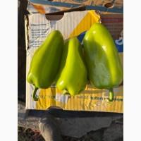 Продаємо зелений перець Феррарі та жовтий перець Хаскі