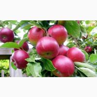 Закуповуємо яблука різних сортів по всій Україні - опт від 10 тонн