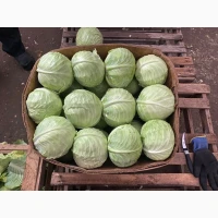 Продам білокачанну капусту