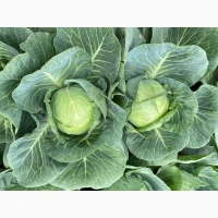 Продам білокачанну капусту