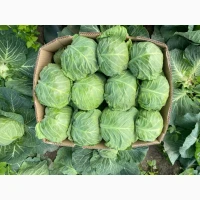 Продам білокачанну капусту