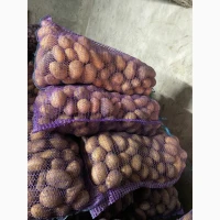 Продам велику картоплю