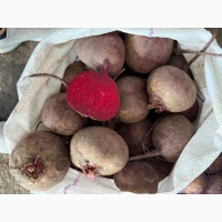 Продам молодий буряк