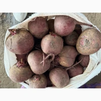 Продам молодий буряк