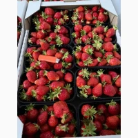 Продаж свіжої полуниці. Гурт і роздріб