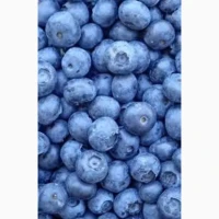 Продам лохину, голубіку