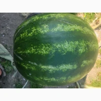 Продам арбуз